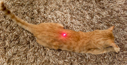 Utilizzo di puntatore laser per gatti